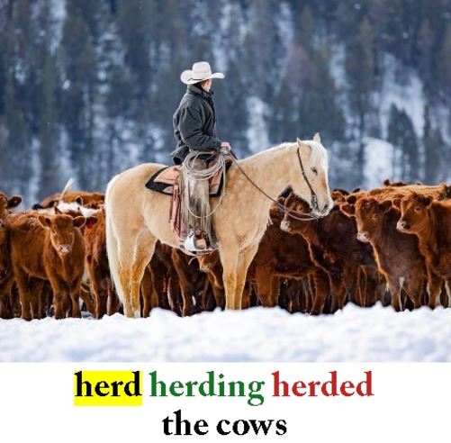 Herd